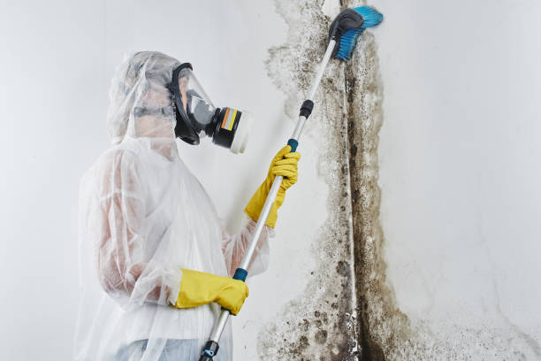 Mold Removal and Inspection in Jasper, TN