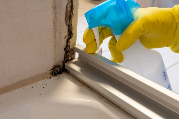 Best Mold Cleaning Services  in Jasper, TN
