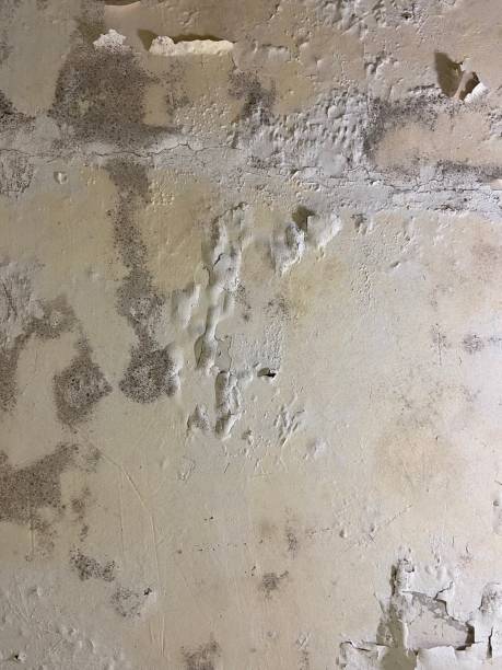 Best Professional Mold Removal  in Jasper, TN