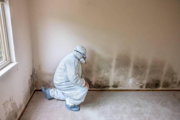 Best Fast Mold Removal  in Jasper, TN