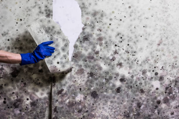 Best Mold Cleaning Services  in Jasper, TN